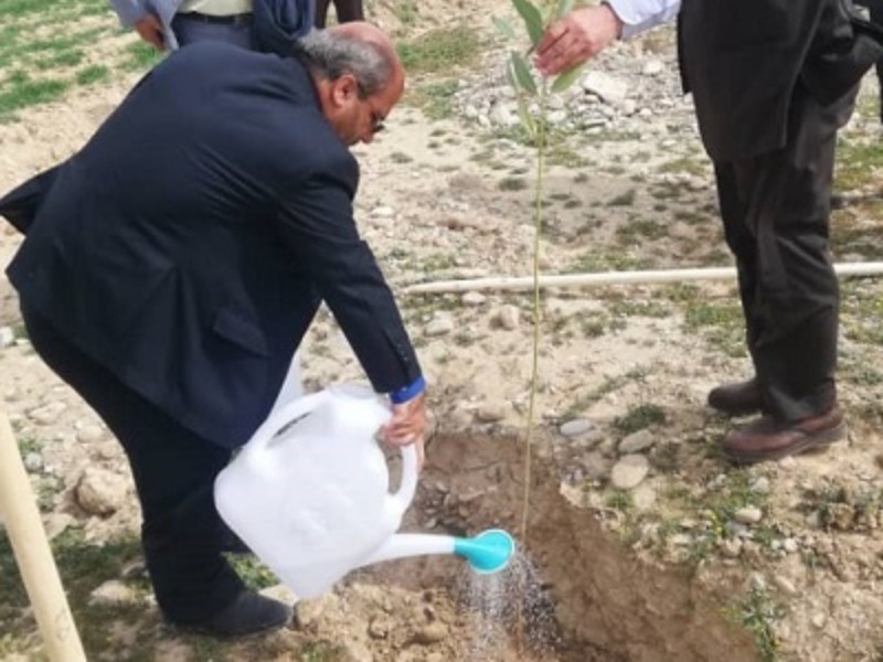 ۴۴ کیلومتر از راه های روستای بانرحمان نهالکاری شد