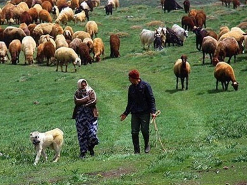 استاندار ایلام: فردا دام مازاد عشایر خریداری می شود