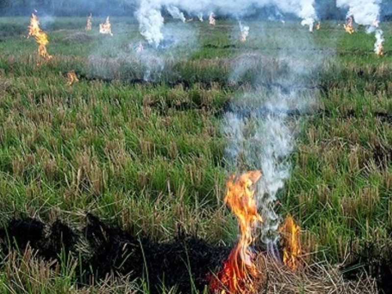 معضلات گریبان گیر مزارع ایلام ناشی از آتش سوزی پس از برداشت محصول